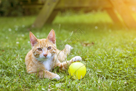 蓬松的漂亮橙色小猫咪在外边的草地里玩耍乐趣坐着漂亮的高清图片素材