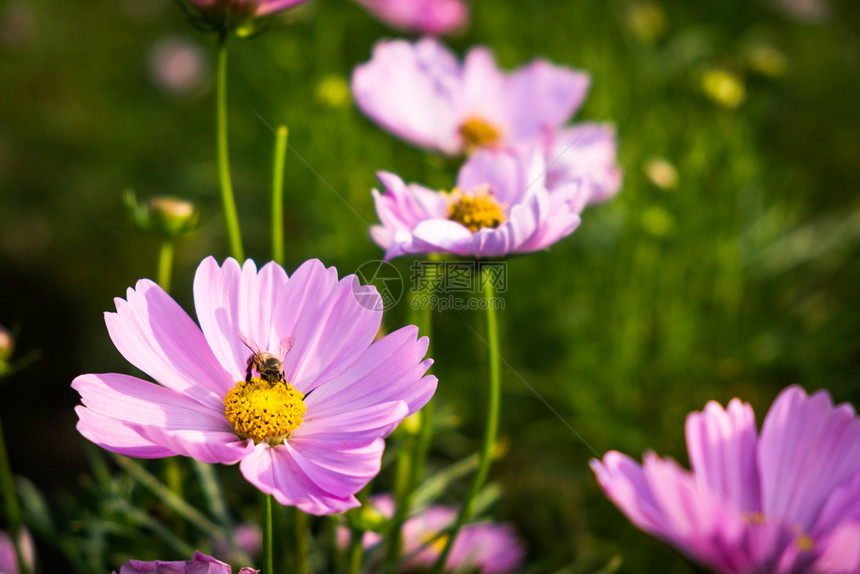 花园里有蜜蜂的粉色墨西哥阿斯特翠菊热带春天图片