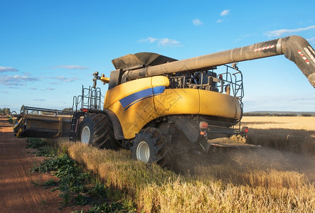 米谷物粮食澳大利亚新南威尔士州格里菲斯附近的农场收获赖稻澳大利亚图片