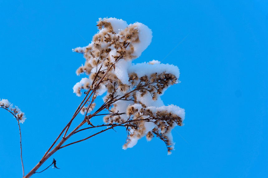 晴朗的积雪天图片