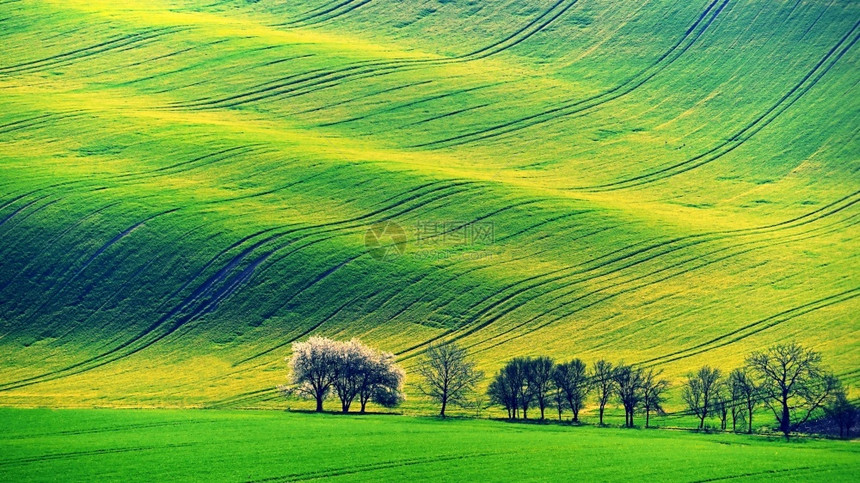美丽的春天风景在日落时有一片草丘自然的波浪摩拉维安托斯卡尼捷克欧洲农场字段村图片