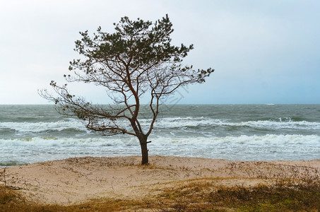 海边的孤树图片