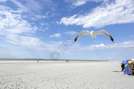海鸥在蓝天沙滩中飞翔图片