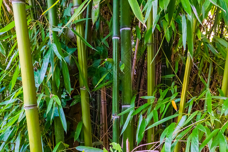 草健康大型封闭流行热带植物本底的绿竹干和叶广受欢迎的热带植物竹子背景图片