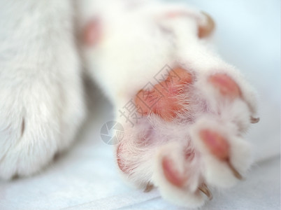粉粉的猫咪爪子肉垫高清图片