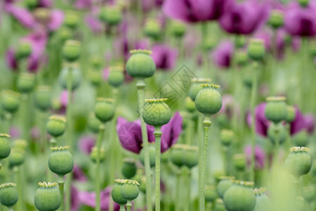 花朵种子庄稼绿胶囊在田地中开花的紫和农庄作物图片