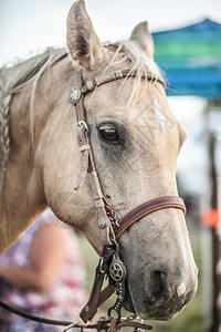 脖子白色奶油彩马的肖像准备在蒙大拿州的罗德奥登陆牛仔竞技表演兽国内的高清图片素材