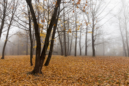 沮丧秋天落叶树光秃秋天叶泛黄木充满活力背景图片