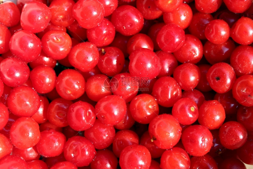 许多红莓果普鲁纳斯托门萨的果实一顿饭自然开花图片