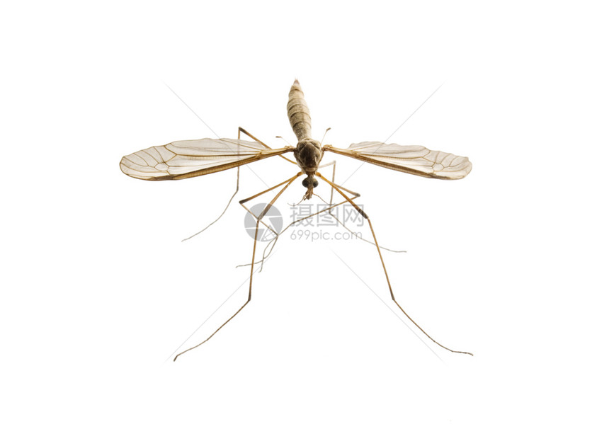 流行病在白色背景上孤立的蚊子不卫生危险的图片