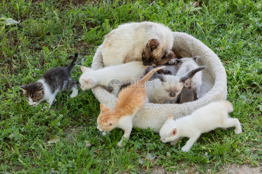 草地上一窝猫咪幼崽和猫妈妈图片