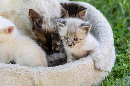 猫窝里的猫咪幼崽动物高清图片素材