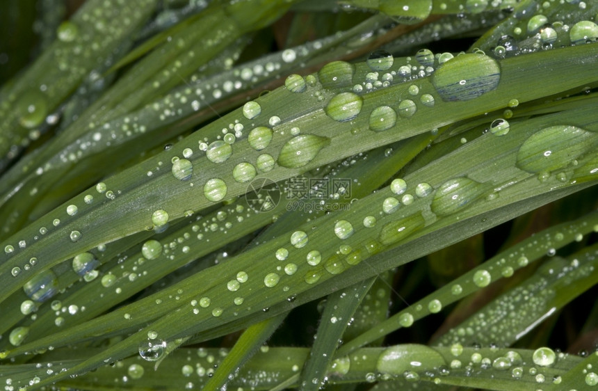 绿叶上的水滴作为背景植物微户外图片
