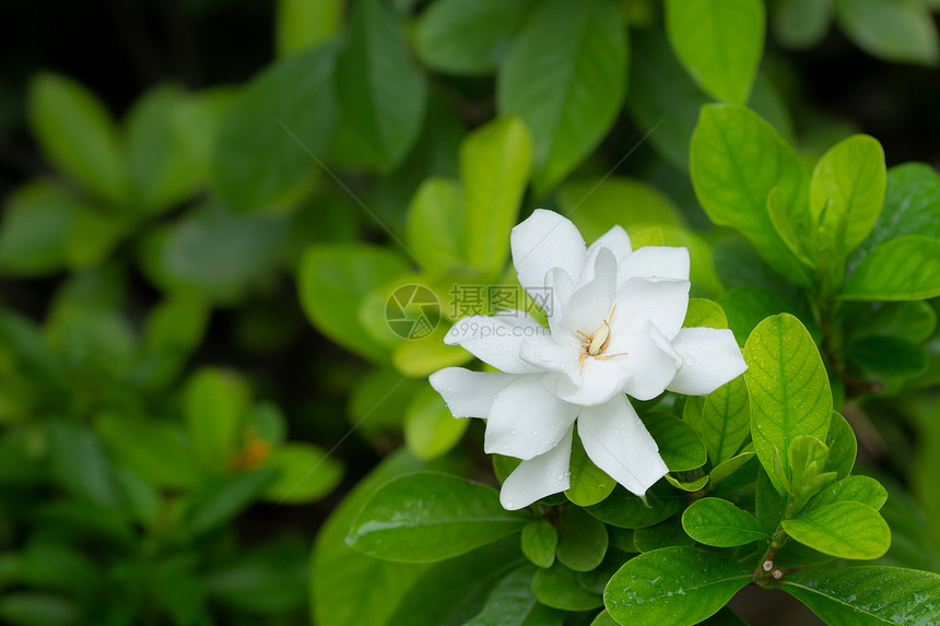 白色美丽的栀子花图片