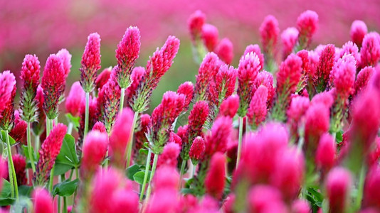 绽放户外植物田野中美丽盛开的红色花朵天然多彩背景图片