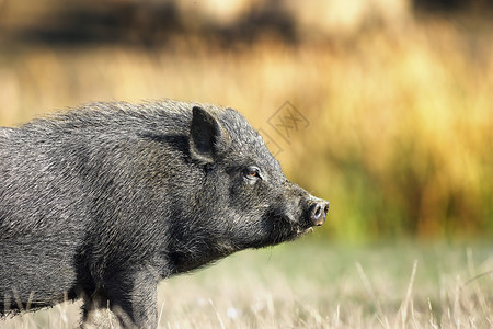 越南黑猪在绿色失焦背景上的特写宠物泥超过图片