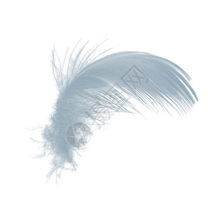 白色背景上孤立的美丽草画白羽毛空气素描象征背景图片