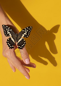 紧地看着美丽的蝴蝶手装饰风格飞行凤蝶图片