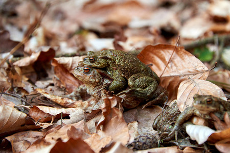 配种女生态系统青蛙迁移到森林中的湖泊图片