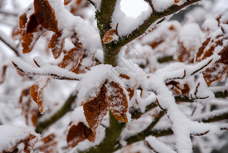 树枝上被雪覆盖的落叶图片