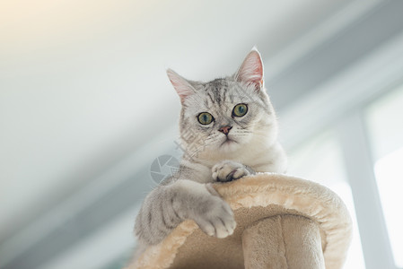 趴在猫爬架上的猫咪图片