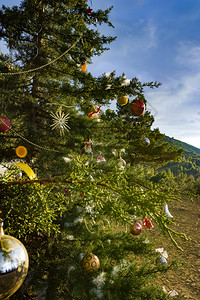 自然背景下森林中装饰的圣诞树森林中装饰的圣诞树针叶山闪亮的图片