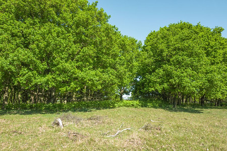 森林橡木场地果树和生芽的橡背景图片
