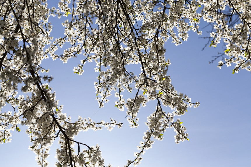 场景植物微小的在果园盛开春白樱花预计将丰收大量美味的浆果与蓝色天空相比樱桃图片