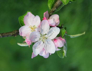 春天开花的苹果树枝植物绽放分支图片