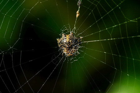 昆虫蜘蛛在网上滴细节图片