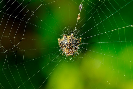 降低蜘蛛在网上危险早晨图片