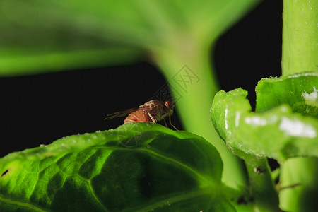 美丽的树叶Syrphidae是在叶子上的自然漏洞翅膀高清图片素材