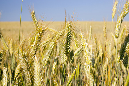 种植谷物夏季小麦田和的农业领域庄稼田花的图片