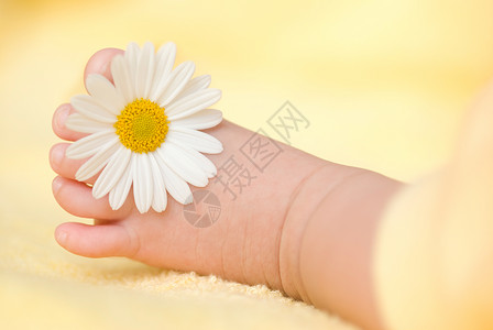 可爱的婴儿脚带小白菊花甜的微雏菊图片