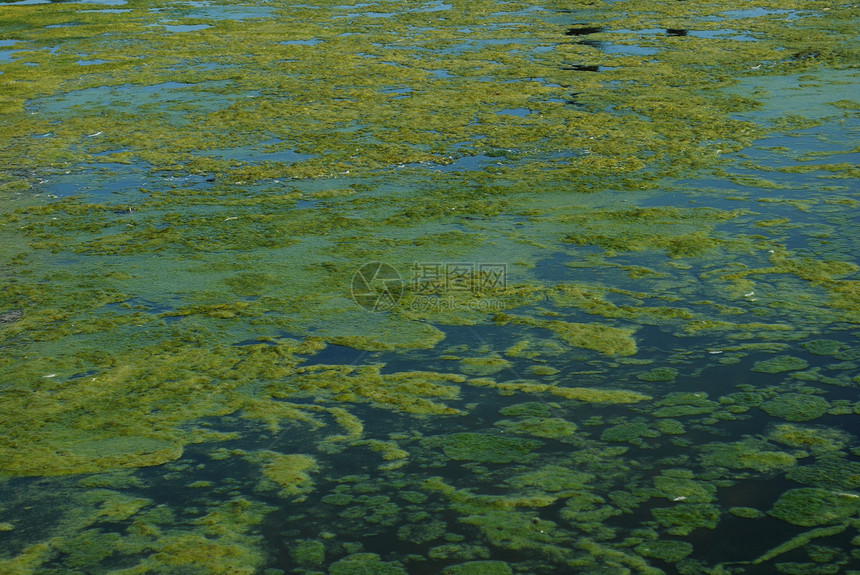 外部杂草黏糊的绿藻类沼泽背景图片