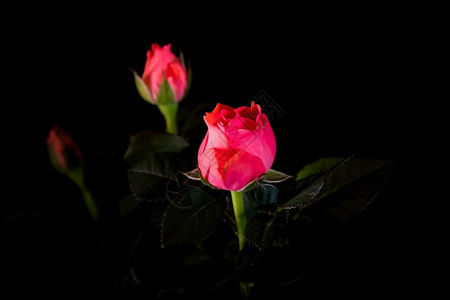 浪漫开花植物美丽玫瑰束紧贴在黑色背景上图片