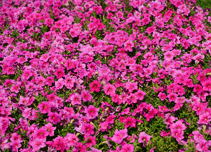 泰国花园中的粉红色朵团群盛开春天白色的图片