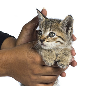 捧在手心里的小猫咪动物高清图片素材