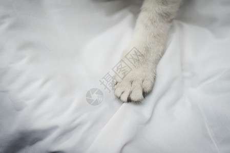毛茸茸的猫咪爪子图片