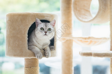猫爬架上玩耍的猫咪高清图片