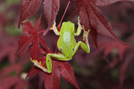 常见的分支树栖绿青蛙在叶上攀爬Hylaarborea背景图片