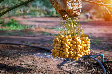 新鲜的绞刑熟黄椰子枣树上的果实营养图片