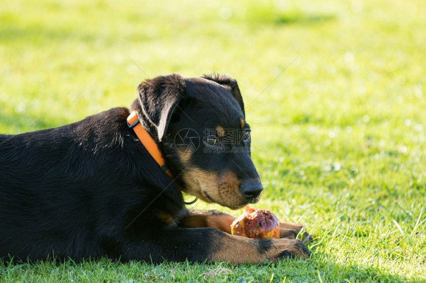 伯杰熟悉的年轻可爱小比思牧狗躺在绿草地上吃着苹果图片