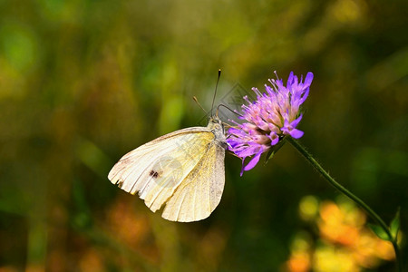 黄色的蝴蝶野生动物植群花朵上美丽的蝴蝶天然色彩丰富多的本底自然背景