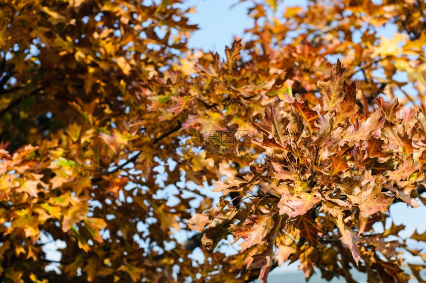 枫秋季背景红叶有选择焦点植物叶子图片