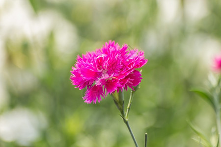 蕊颜色花园里的迪安图斯奇尼西花朵植物学图片