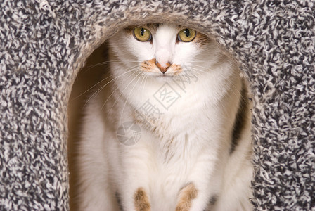 猫科动物有条纹的在Cacrsquos房子里可爱的猫肖像国内眼睛高清图片素材