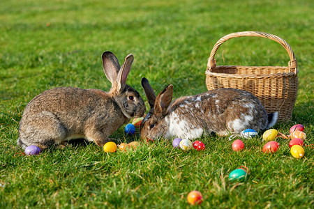 装饰彩蛋和兔子图片