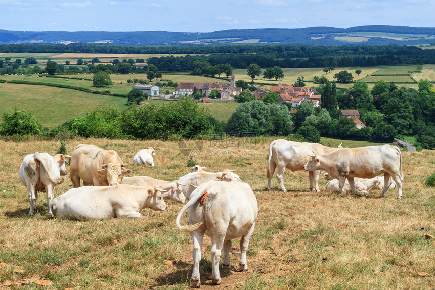奶牛群在法国伯根迪的田里休息肉牛奶图片