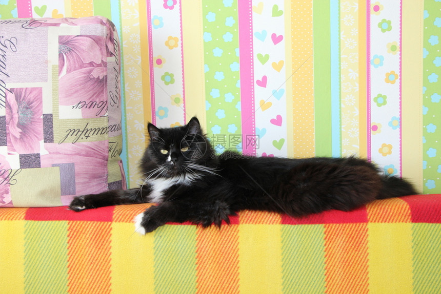 铺设在沙发后面躺着黑色白猫与彩织物Domectic动物躺在沙发后面一只黑色猫躺在棕的沙发后背上红黑色猫躺在多姆佩特克动物身上男国图片